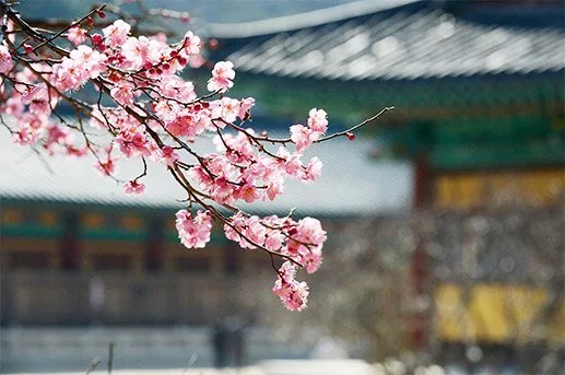 양산 통도사 홍매화 풍경