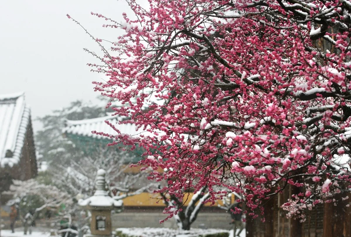양산 통도사 경내 풍경 4