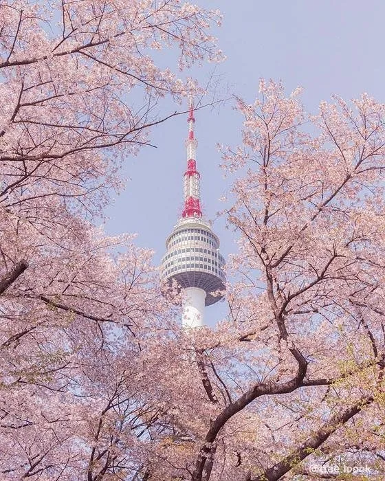 울산 태화강 봄 풍경
