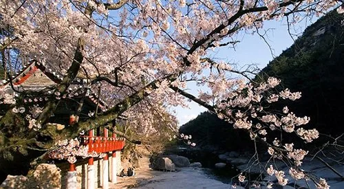 울산 작천정 봄 여행 풍경