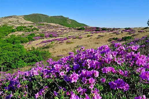 양산 서운암 들꽃축제 풍경