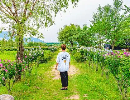 부산 봄 겹벚꽃 풍경