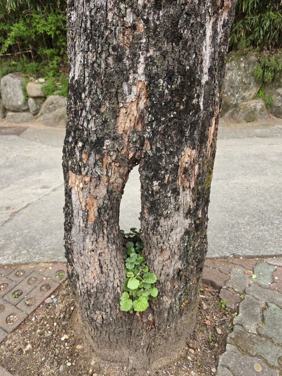 동화사 소원등 천장