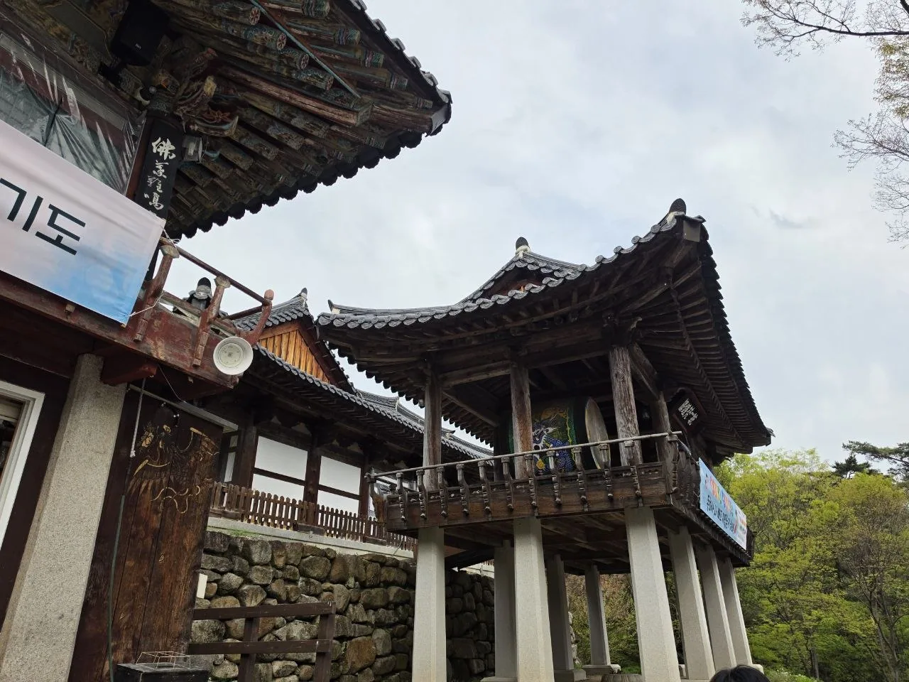 동화사 경내 큰 나무