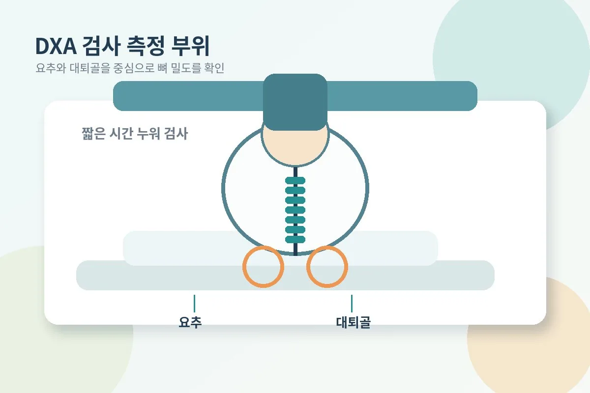 DXA 방식으로 요추와 대퇴골을 측정하는 개념 이미지