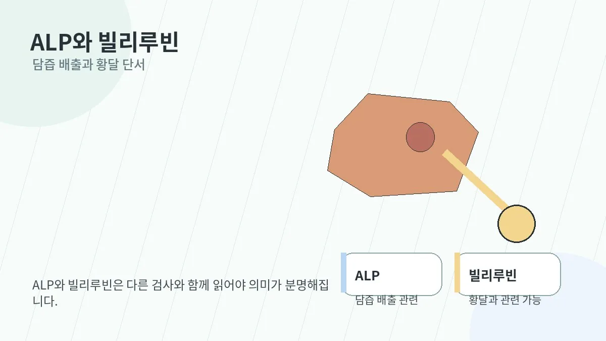 ALP와 빌리루빈 수치를 담도와 연결해 설명하는 이미지