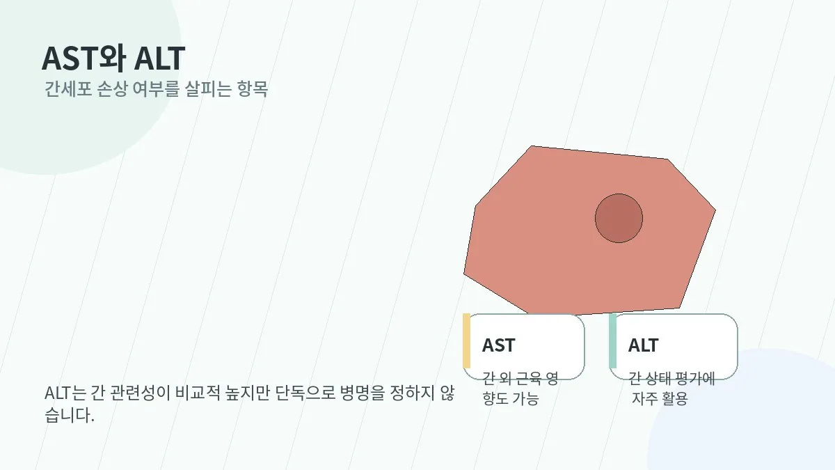 AST와 ALT 상승 의미를 설명하는 간 일러스트