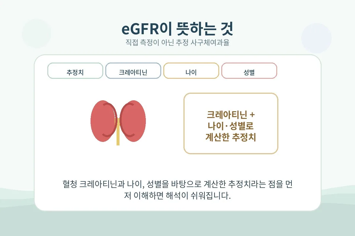 eGFR이 크레아티닌과 나이 성별을 바탕으로 계산되는 추정치임을 설명하는 이미지