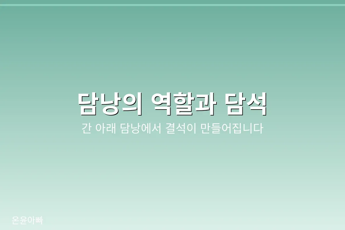 담낭과 담석의 위치를 갈비뼈 아래로 표시한 안내 이미지